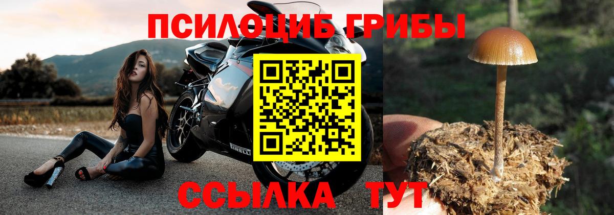 Галлюциногенные грибы Psilocybe Тихвин